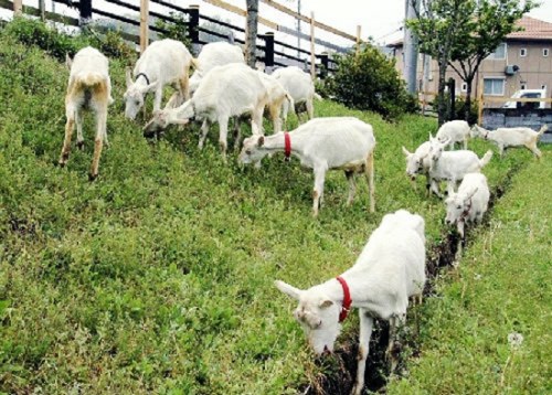 日本一城市雇羊除草 一年节省200万日元