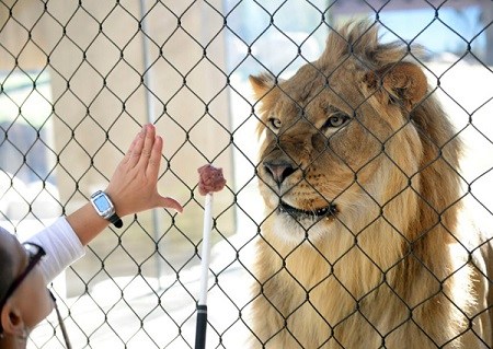 巴西另类窃贼：两男子夜晚溜进动物园偷狮子