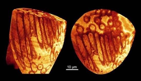 澳洲发现全球最古老精子 距今约1700万年