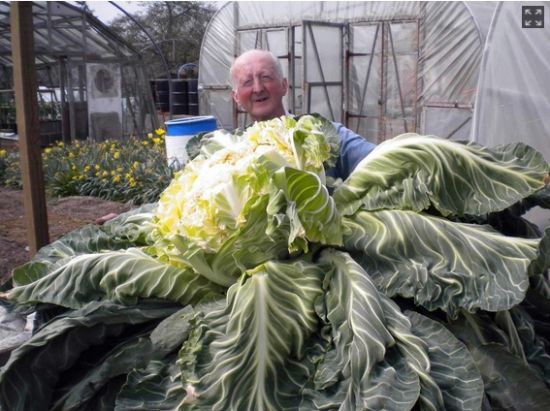 英国老翁培育出27.2公斤花椰菜刷新世界纪录