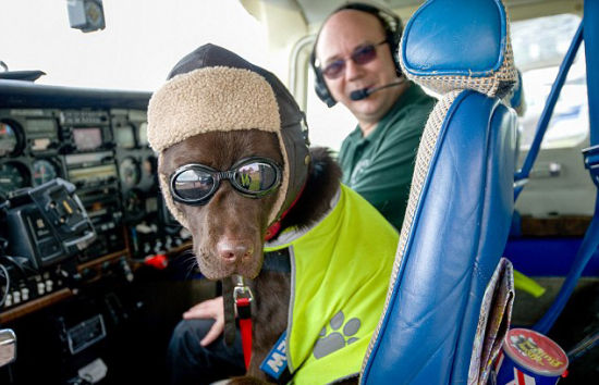 宠物犬坐副驾飞满250小时 获机务人员证件