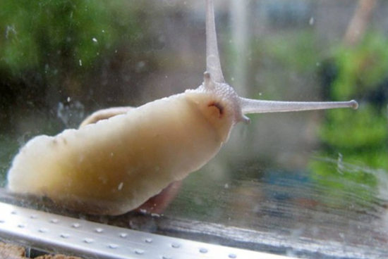 摄影师抓拍蜗牛爬窗避雨 露出“沮丧”神情