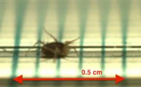 美大学生发现螨虫每秒移动距离为其体长322倍