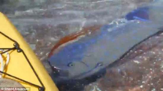墨西哥浅海现身长4.5米活体皇带鱼