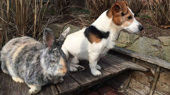 德国宠物狗和野兔成好友:共玩耍同进食