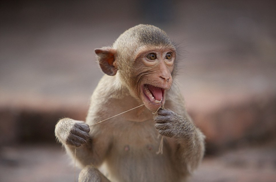 猩猩猴子也爱享受生活 能剔牙会点火烤蘑菇