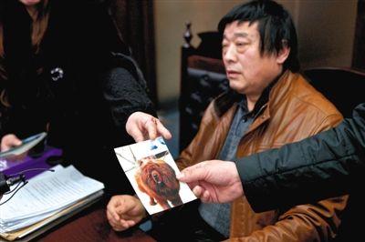 狗主人出示藏獒照片。昨日，藏獒美容致死索赔案二审开庭。新京报记者 周岗峰 摄