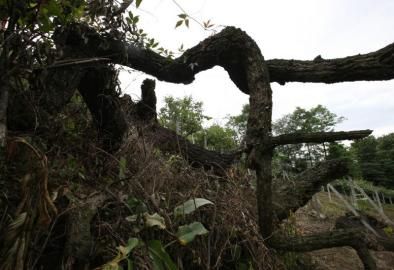 成都千年古树死亡 曾6次遭雷劈获村民凑钱抢救