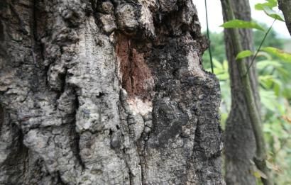 成都千年古树死亡 曾6次遭雷劈获村民凑钱抢救