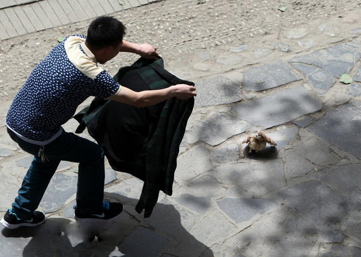 小猫头鹰回家记