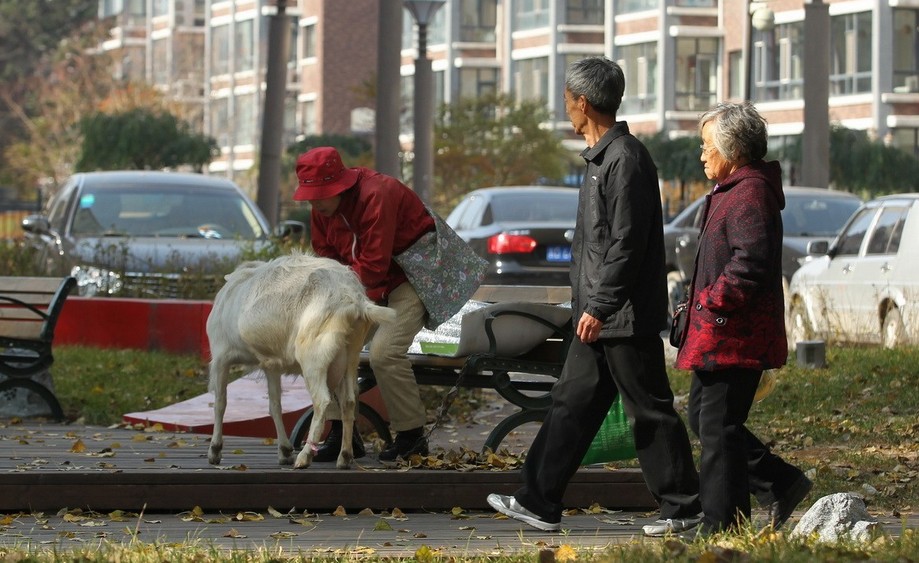 孤寡老人与宠物羊