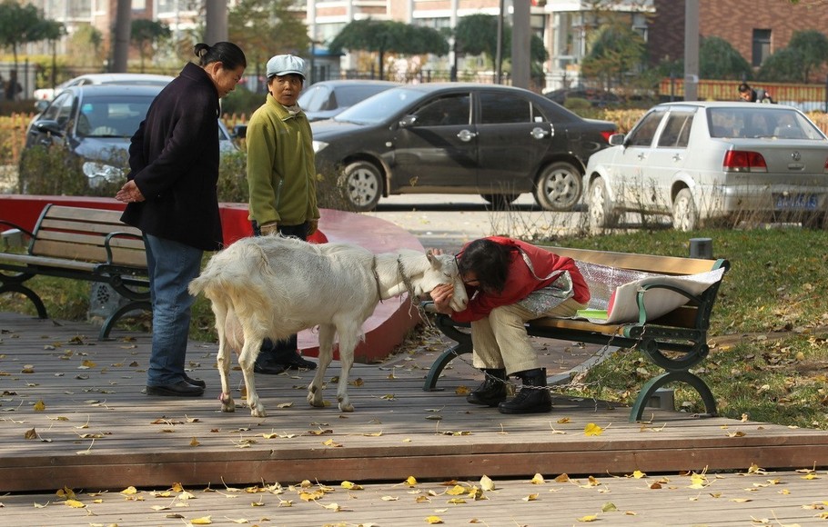 孤寡老人与宠物羊