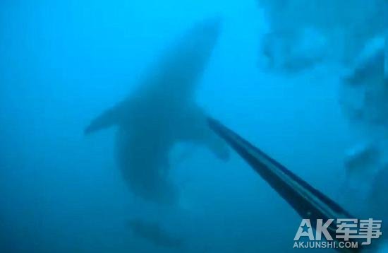 美潜水员与3.7米长大白鲨搏斗全身而退(图)