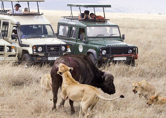游客乘车围观11头狮子捕猎水牛