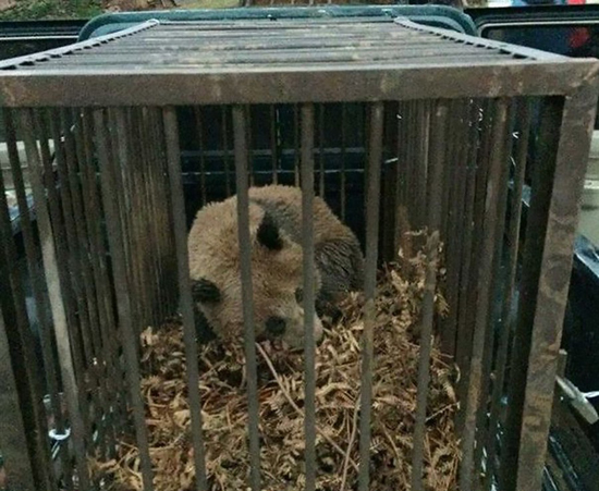 四川昭觉首现野生大熊猫 地里打滚成“泥球”