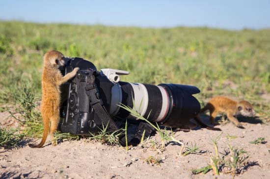 动物摄影师非洲近距离实拍萌物狐獴
