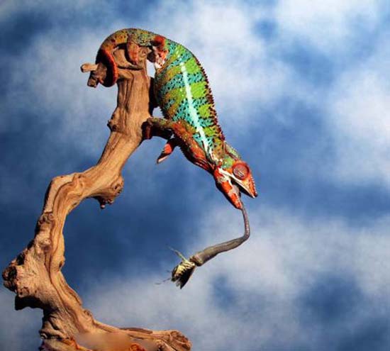 美摄影师抓拍变色龙捕食螳螂全程