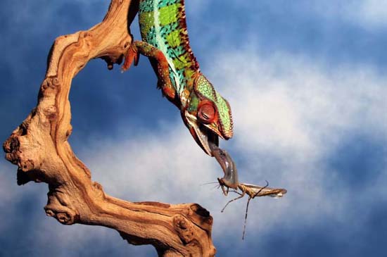 美摄影师抓拍变色龙捕食螳螂全程