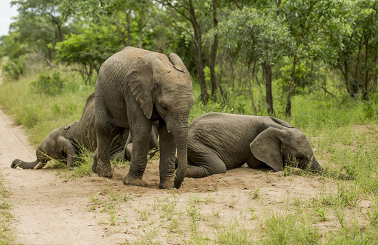 南非大象食过多发酵水果醉倒在地