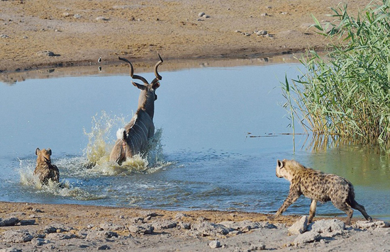 非洲羚羊混进斑马群摆脱鬣狗追杀