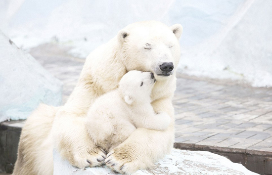 俄北极熊怀抱宝宝温柔呵护显母爱