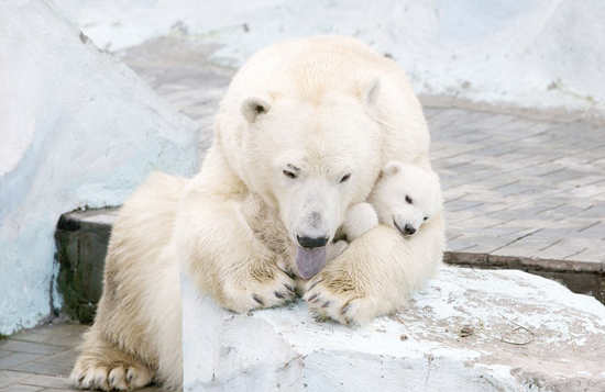 俄北极熊怀抱宝宝温柔呵护显母爱