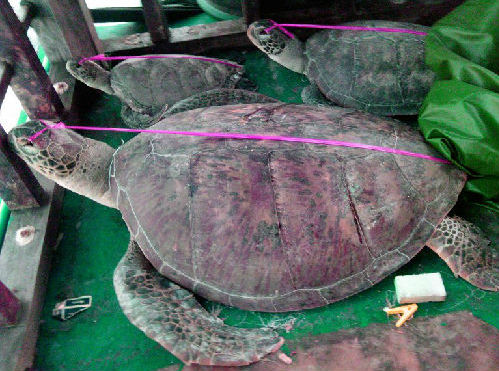 菲媒：中国被抓渔船上海龟若为母龟罪行更重