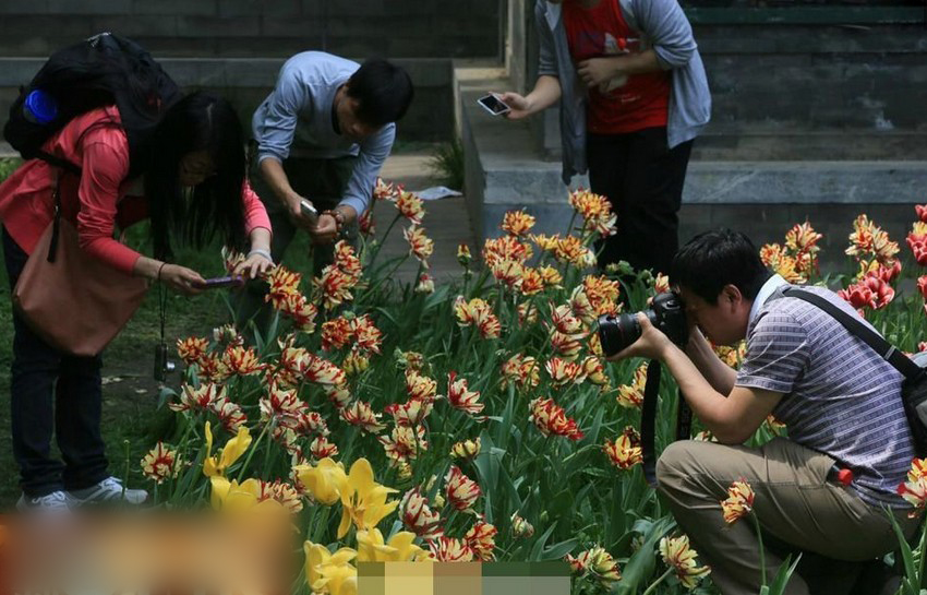 北京公园郁金香遭拍照游客肆意踩踏