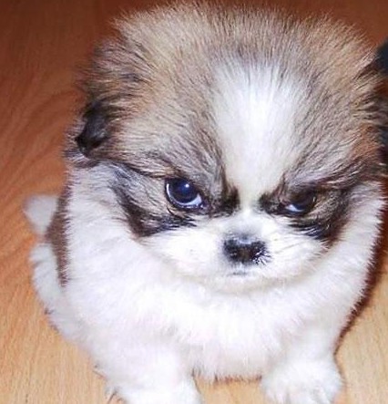 谁家的狗这么可爱啊