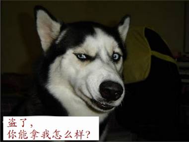 谁家的狗这么可爱啊