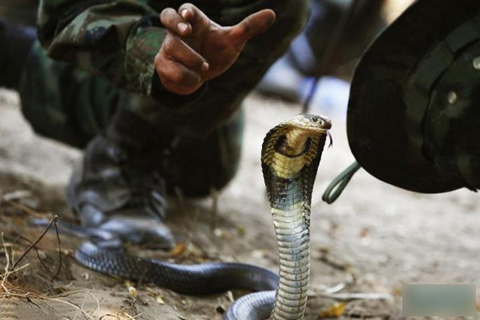 美国士兵参加丛林生存训练 菇毛生饮蛇血