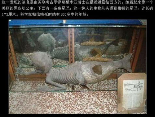 传说中的美人鱼或为海猿