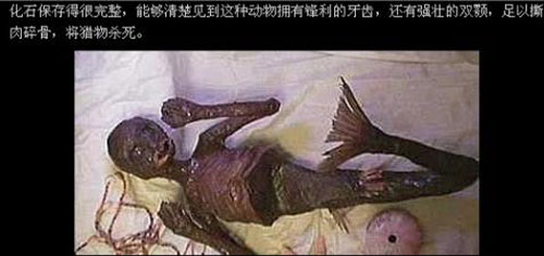 传说中的美人鱼或为海猿