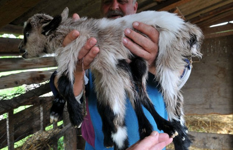 克罗地亚农场出生一只雌雄同体的8腿山羊