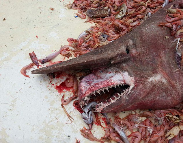 美渔民捕获稀有“史前”巨鲨 放归大海