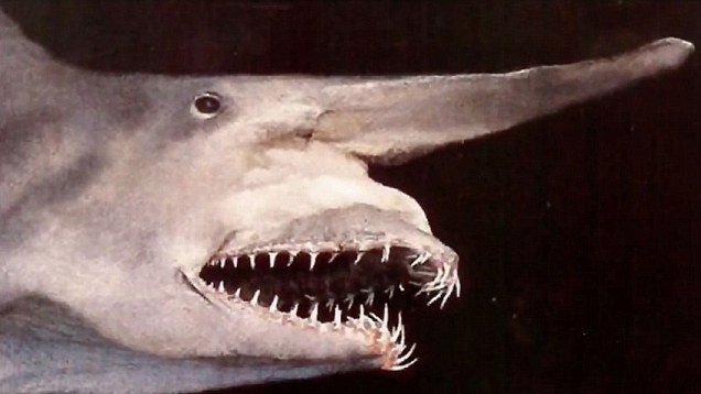 美渔民捕获稀有“史前”巨鲨 放归大海