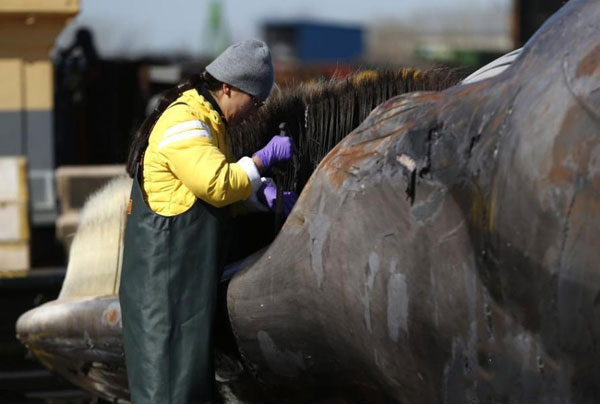 美国东海岸一头16米长鲸鱼撞上货船死亡