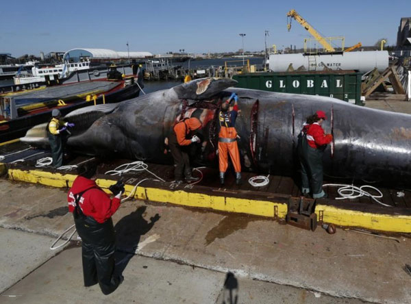美国东海岸一头16米长鲸鱼撞上货船死亡
