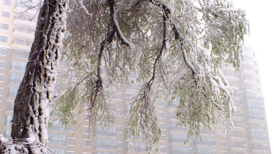 乌鲁木齐四月降大雪如回冬季