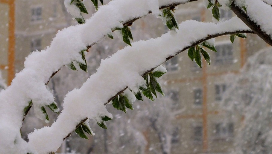 乌鲁木齐四月降大雪如回冬季