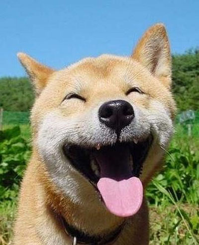 动物界的喜剧明星们