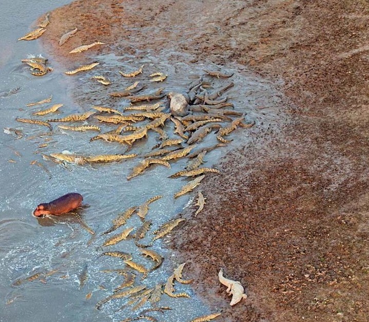 赞比亚上百条鳄鱼袭击河马群 分食河马尸体