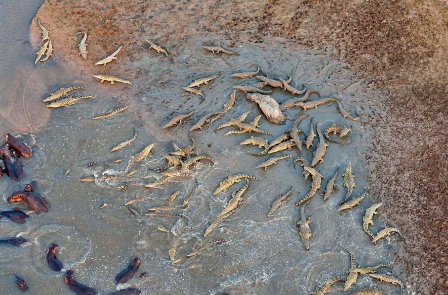 赞比亚上百条鳄鱼袭击河马群 分食河马尸体