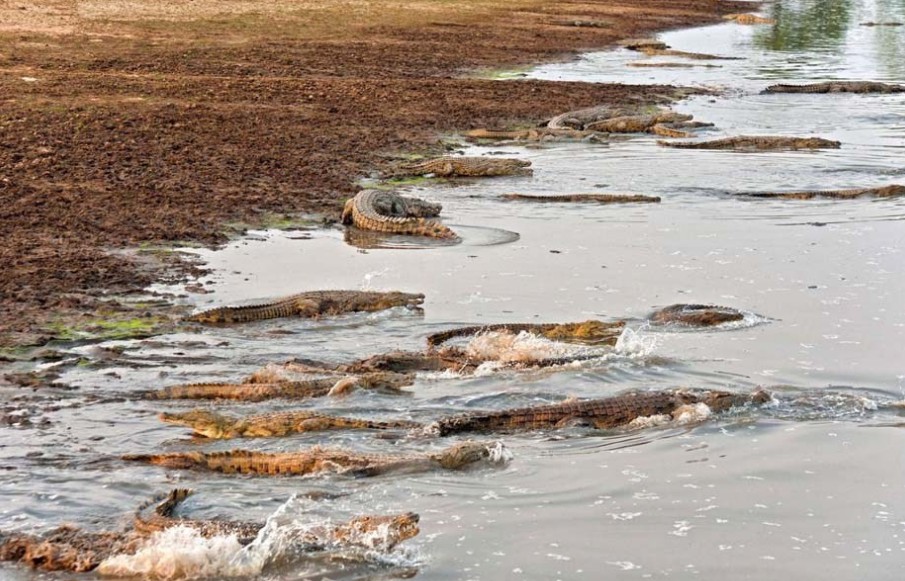 赞比亚上百条鳄鱼袭击河马群 分食河马尸体