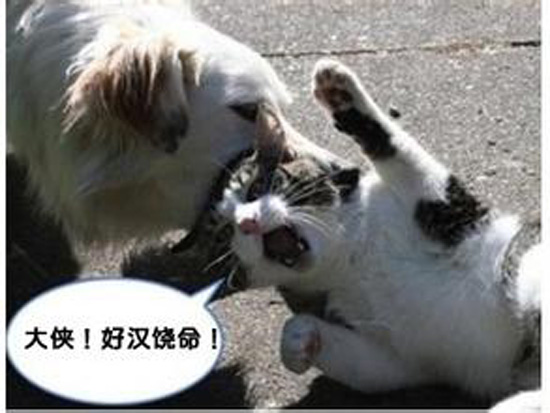 动物界的喜剧明星们