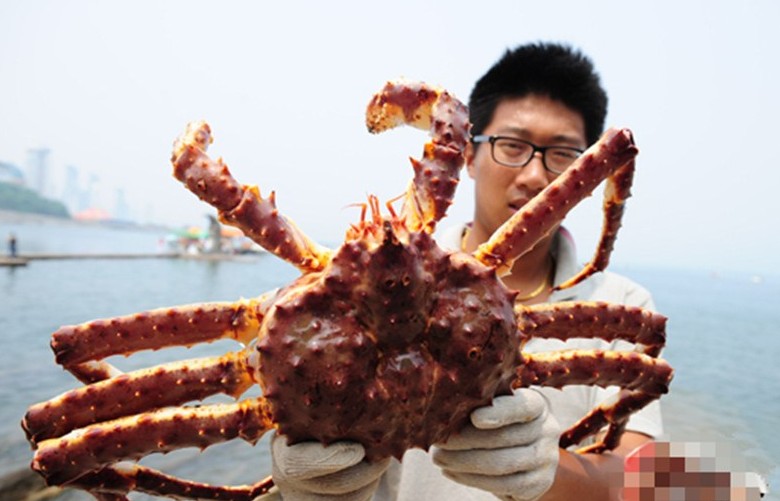海洋生物