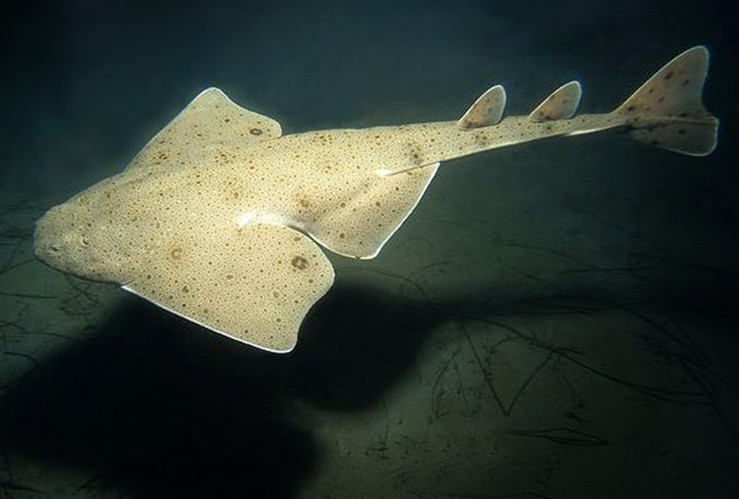 海洋生物