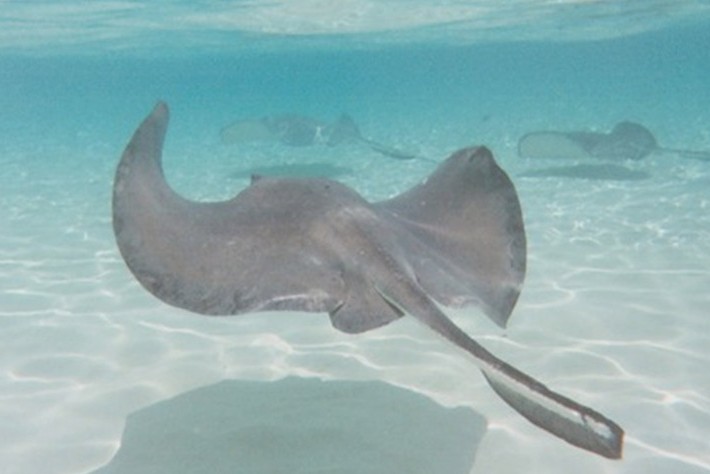 海洋生物