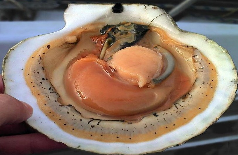 海洋生物