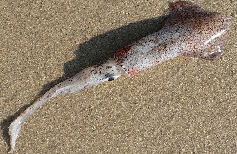 海洋生物